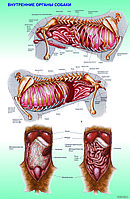 Плакаты Анатомия собак, фото 1