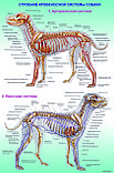 Плакаты Анатомия собак, фото 2