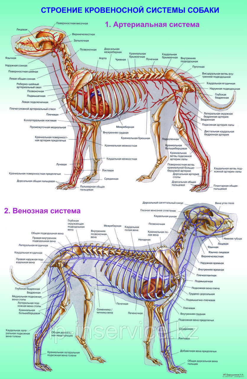 Плакаты Анатомия собак - фото 2 - id-p4137659