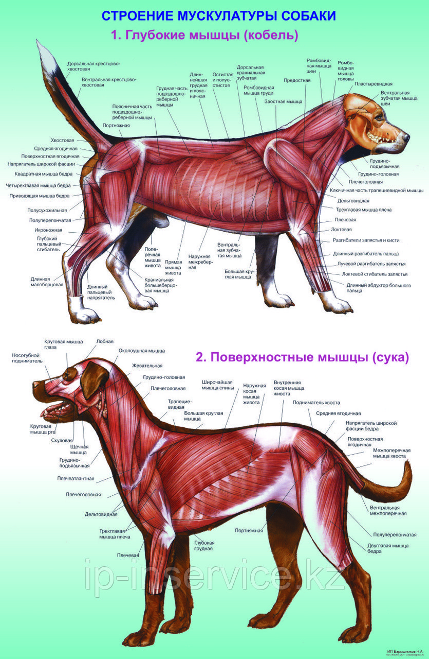 Плакаты Анатомия собак - фото 3 - id-p4137659