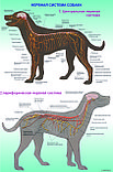 Плакаты Анатомия собак, фото 4