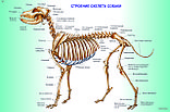 Плакаты Анатомия собак, фото 5