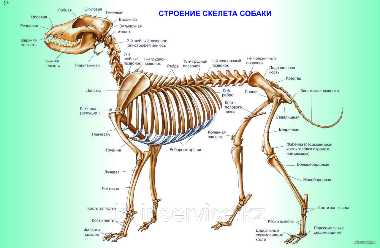 Плакаты Анатомия собак - фото 5 - id-p4137659