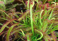Drosera capensis  (Росянка капская)