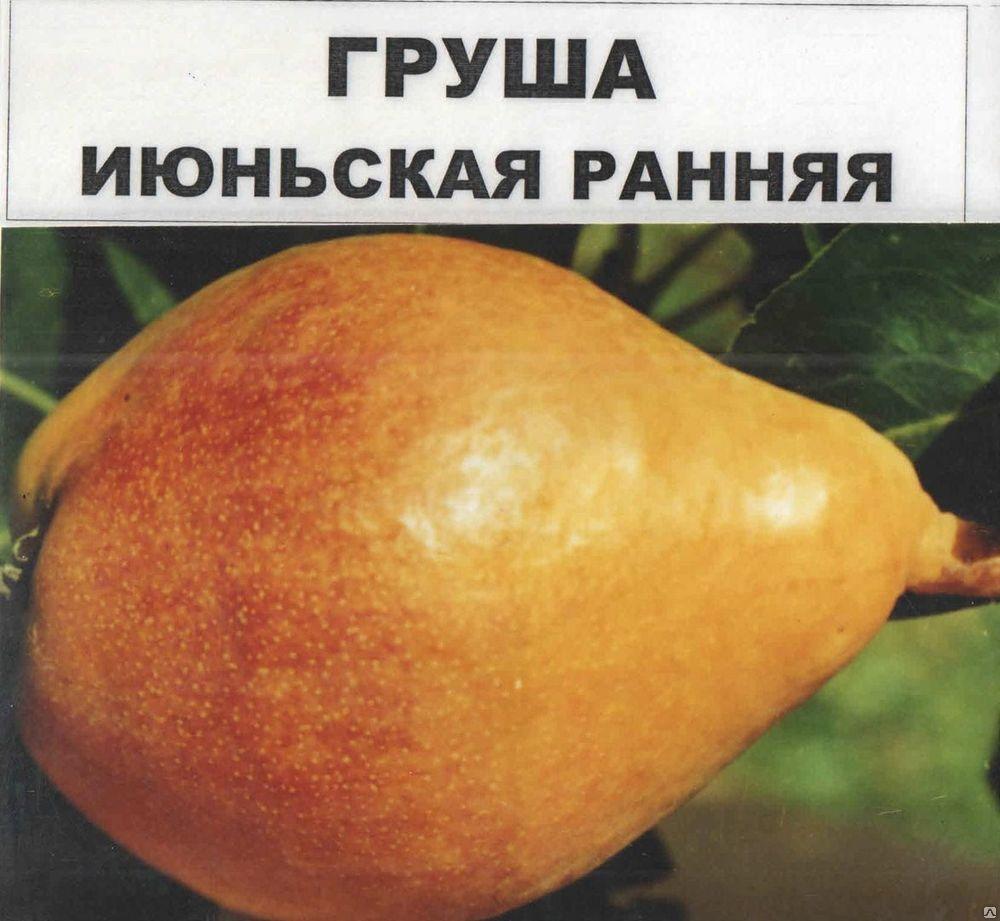 Груша сорт Июньская ранняя