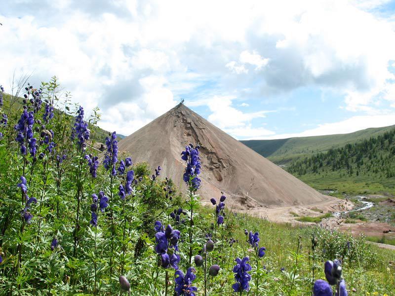 Аконит каракольский Aconitum karakolicum Rapcs