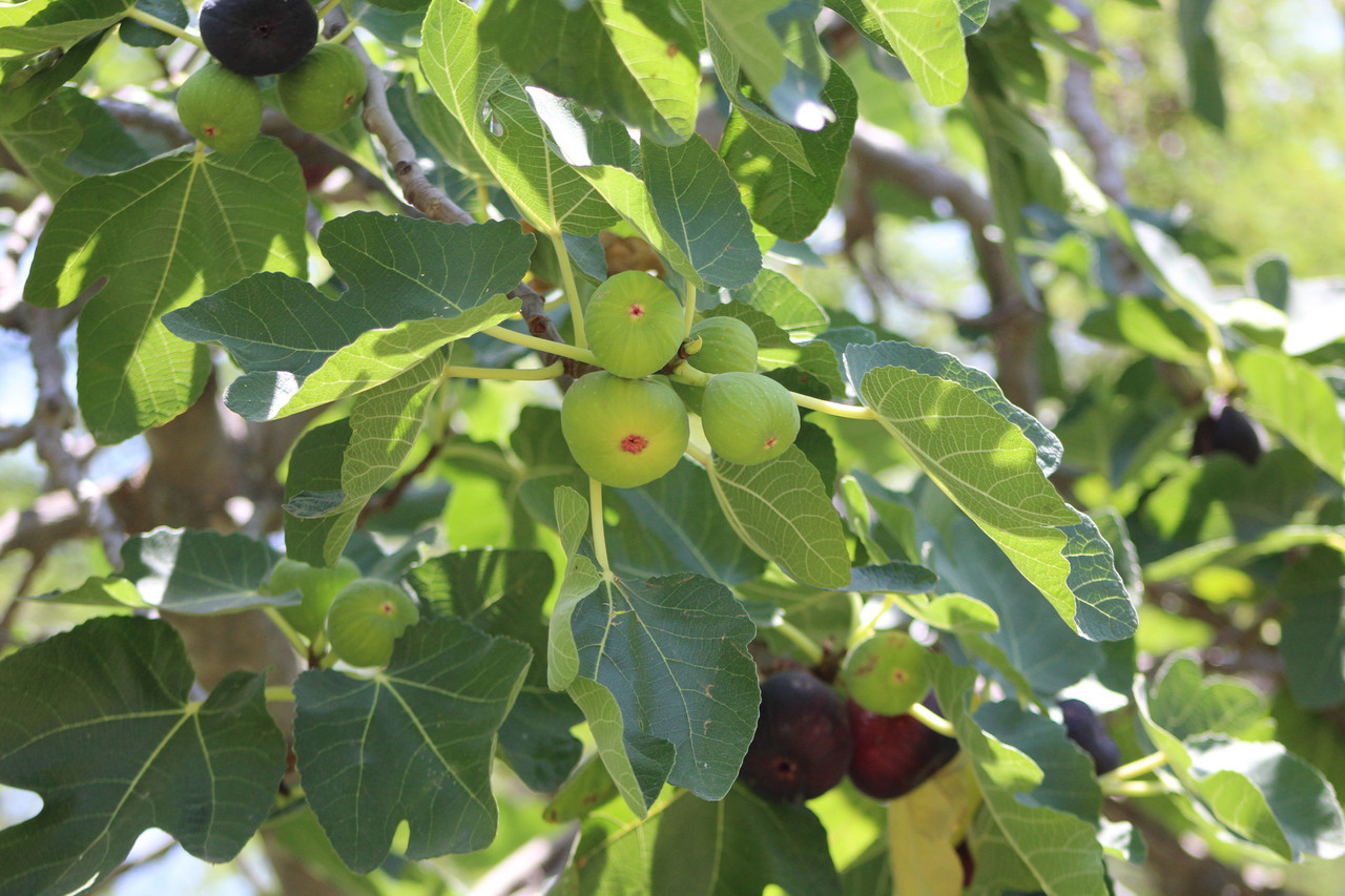 Инжир Ficus caricaсорт Серый ранний