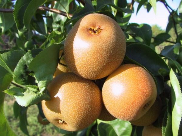 Китайская груша сорт Хосу