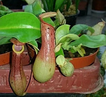 Непентес Alata