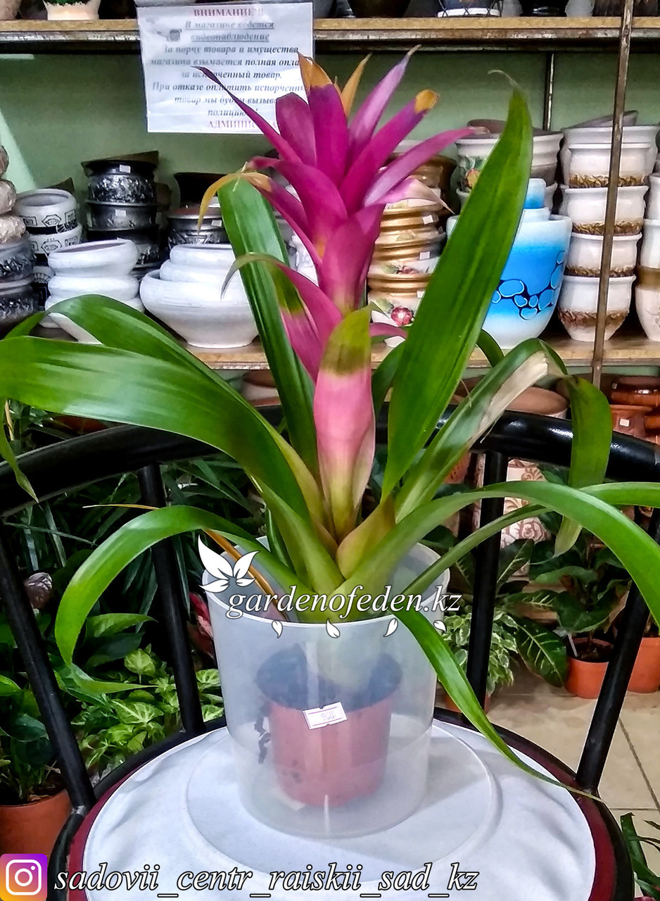Пластиковый горшок для орхидей "Доляна". Цвет: прозрачный, 1.6л. - фото 2 - id-p59962459