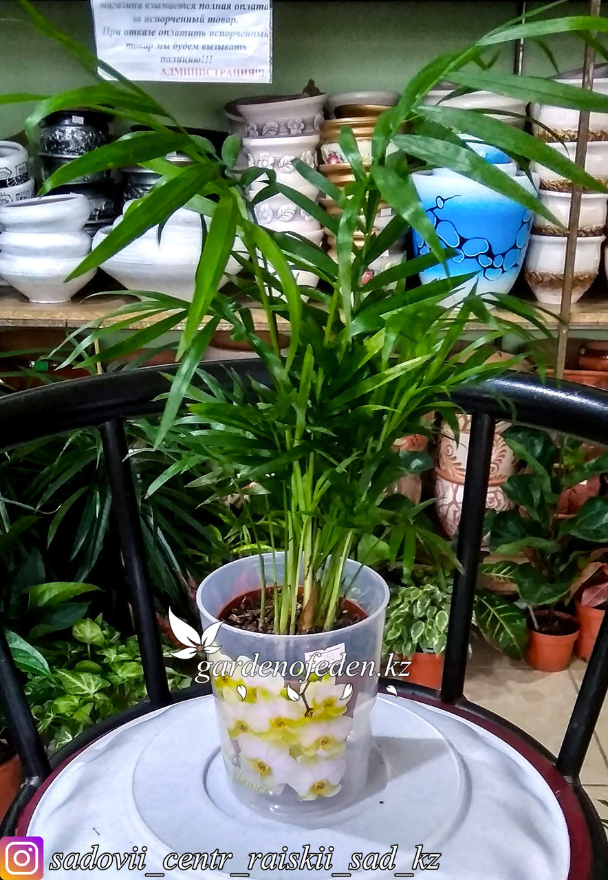 Пластиковый горшок для орхидей "Цветы". Цвет: прозрачный, 0.7л. - фото 2 - id-p59962488