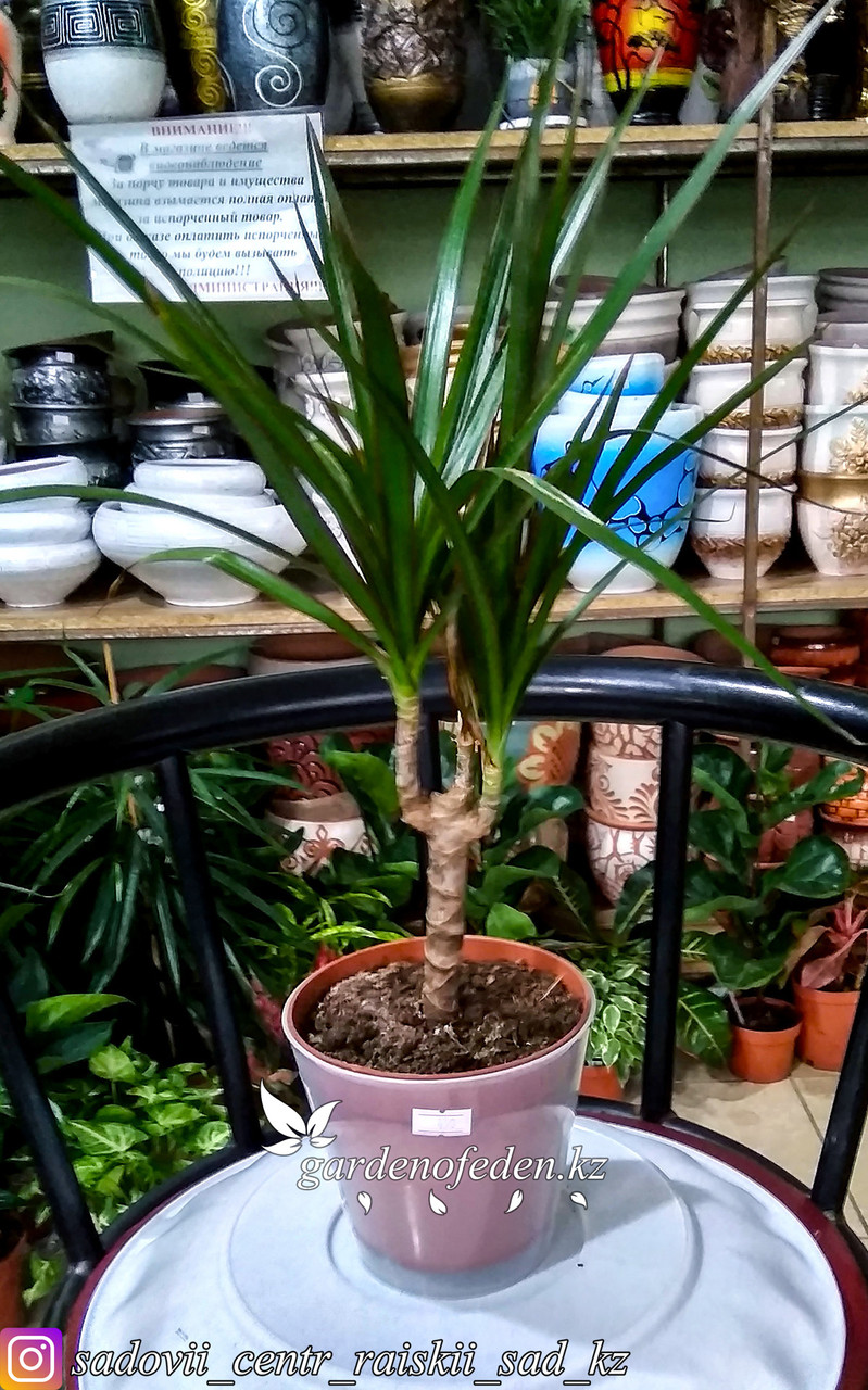 Пластиковый горшок для орхидей "Доляна". Цвет: прозрачный, 0.8л. - фото 2 - id-p59962493
