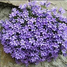 Portencshlagiana blue / подрощенное растение