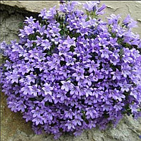 Portencshlagiana blue / подрощенное растение