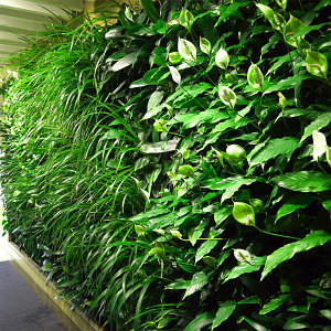 Вертикальное озеленение