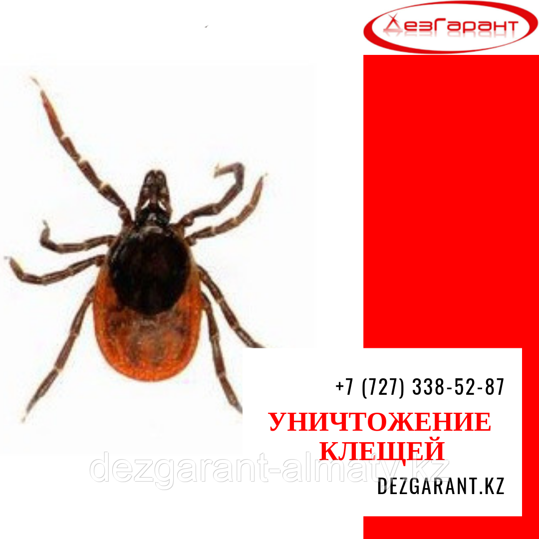 Уничтожение клещей Алматы