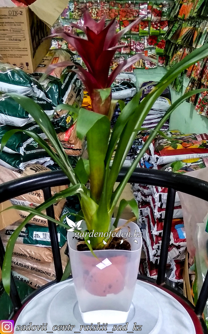 Горшок пластиковый для орхидей,1 литр. Цвет: полупрозрачный. - фото 2 - id-p60239200