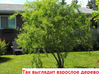 Ива вавилонская "Тортуоза", фото 2