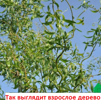 Ива Свердловская извилистая II, фото 2