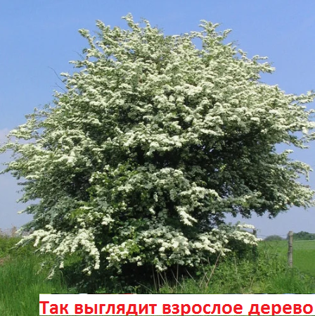 Боярышник однопестичный, фото 2