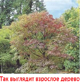 Ясень ланцелистный, фото 2