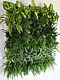 Вертикальная стена из живых растений, фото 3