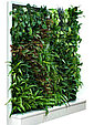 Вертикальная стена из живых растений, фото 5