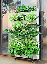 Панно фитостена живая вертикальная