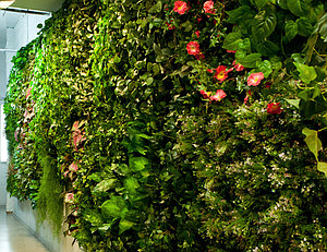 Вертикальное озеленение в Алматы от компании Green Sun Garden