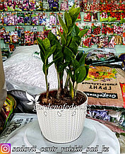 Замиокулькас - долларовое дерево (в пластиковом транспортировочном горшке)