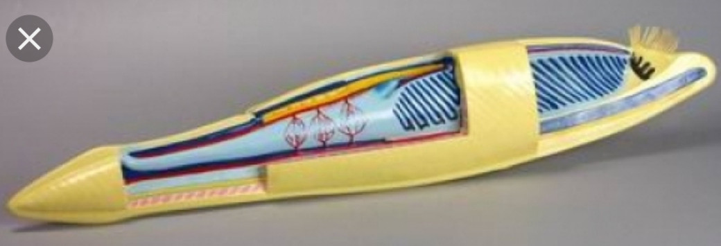 Модель "Ланцетник"