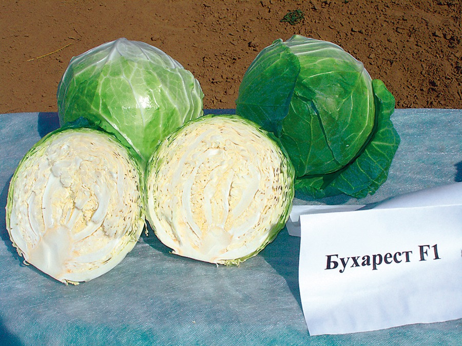 Семена белокочанной капусты Бухарест F1 2500шт. "Seminis" - фото 2 - id-p60457285