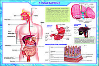Б.12 Биология 8-9 класс. Человек