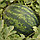 Семена арбуза Бонта F1 1000шт. "Seminis", фото 4