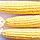 Семена кукурузы Трофи F1 5000 шт. "Seminis", фото 2
