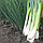 Семена лука на перо Грин Банер F1  100 000 шт. "Seminis", фото 2
