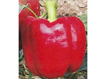 Семена сладкого перца Красный рыцарь F1  1000 шт. "Seminis"
