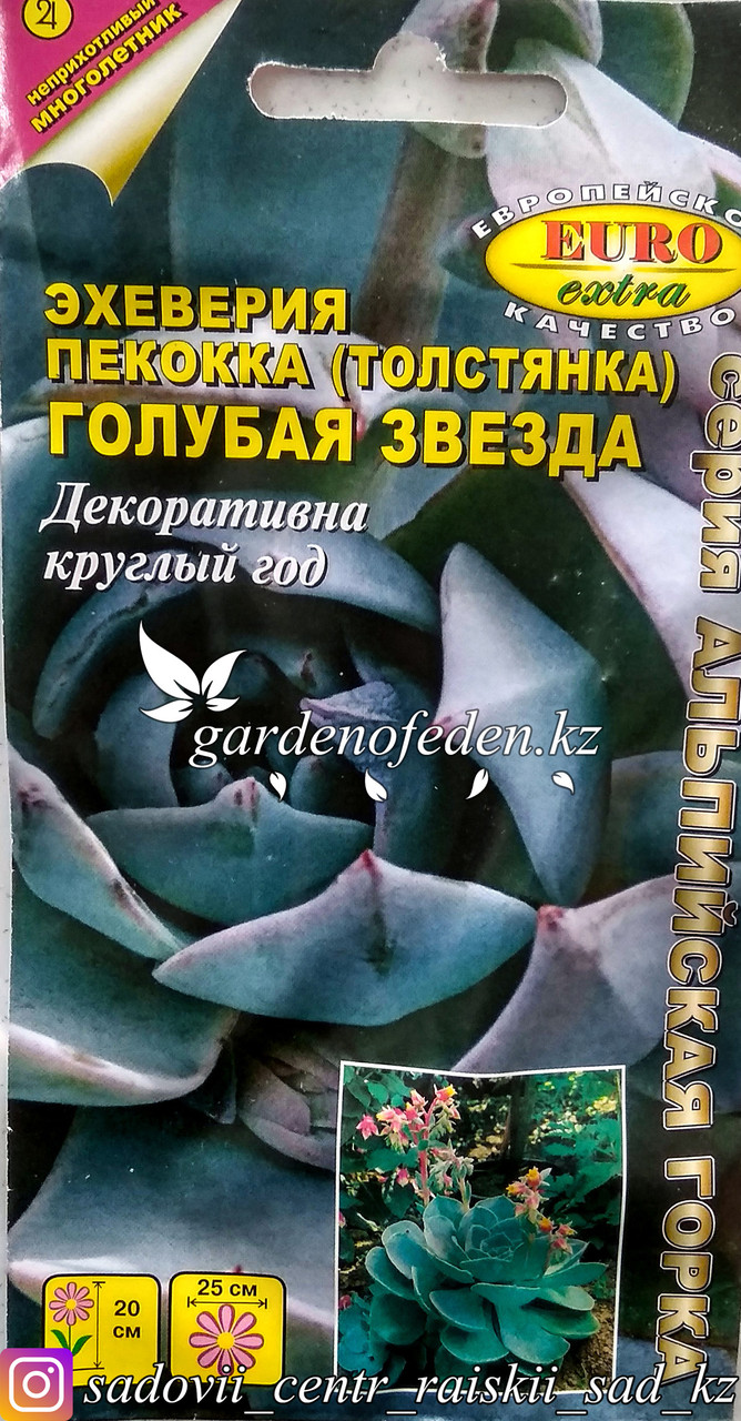 Семена пакетированные Euro Extra. Эхеверия пекокка (Толстянка) "Голубая звезда".