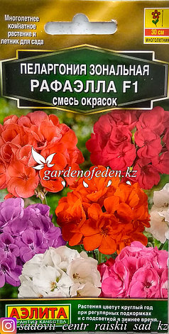 Семена пакетированные Аэлита. Пеларгония зональная "Рафаэлла F1, смесь окрасок"., фото 2