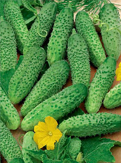 Лесбиянкалар киска жалайды Настя Каменский жалаңаш