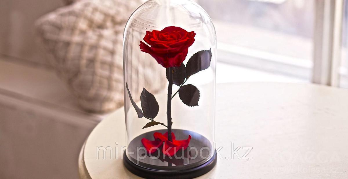 Роза в колбе Красная, Большая, Алматы - фото 2 - id-p60634281