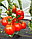 Семена помидоров Дебют F1 1000 шт. "Seminis", фото 2