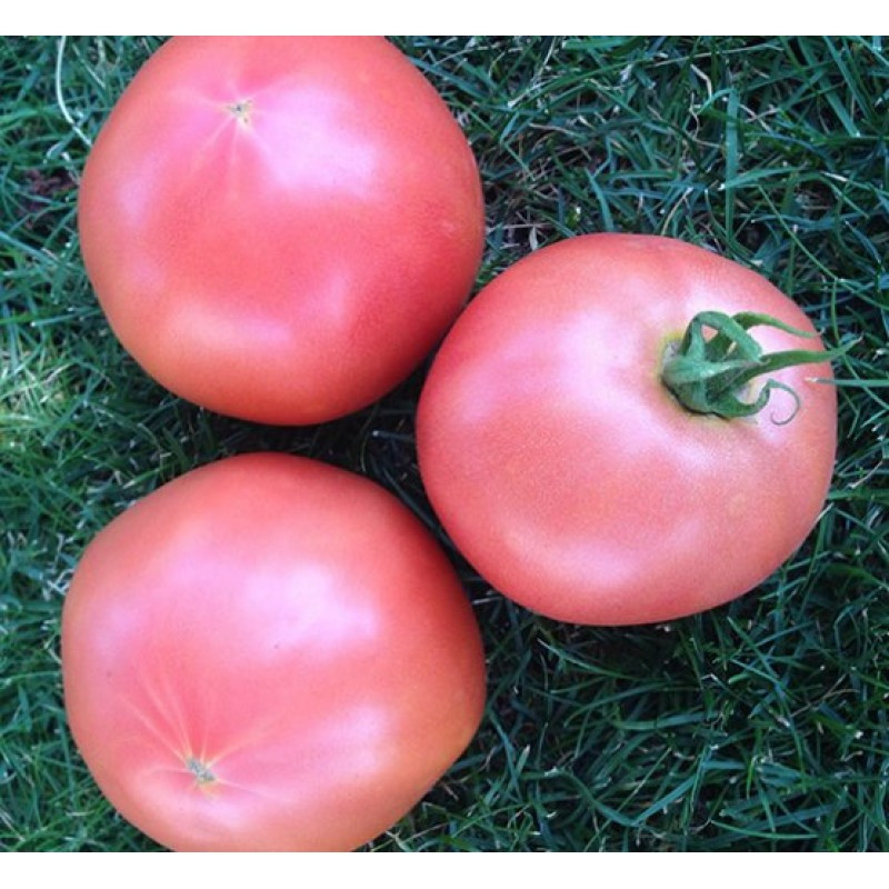 Семена помидоров Пандароза F1 500 шт. "Seminis" - фото 1 - id-p60667657
