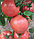 Семена помидоров Пандароза F1 500 шт. "Seminis", фото 3