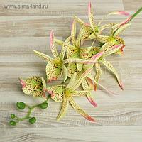 Цветы искусственные "Орхидея Цимбидиум ланцетолистный" 90 см, бело-зелёная