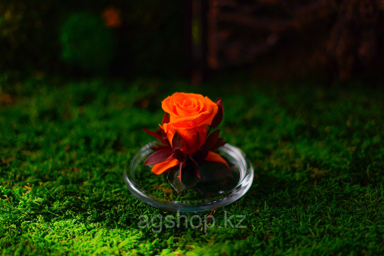 Роза в лимоннице (стабилизированная) - фото 1 - id-p60867779