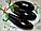 Семена баклажан Черный опал (1уп-50гр -13000шт), фото 2