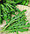 Семена двурядник тонколистный Стрелы Купидона (1уп-100гр), фото 2