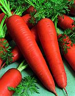 Семена морковь Шантенэ Роял (банка-500 гр- 425000 шт)