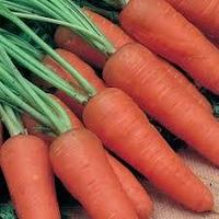 Семена морковь Шантенэ Королевская (банка-500гр - 425000шт)